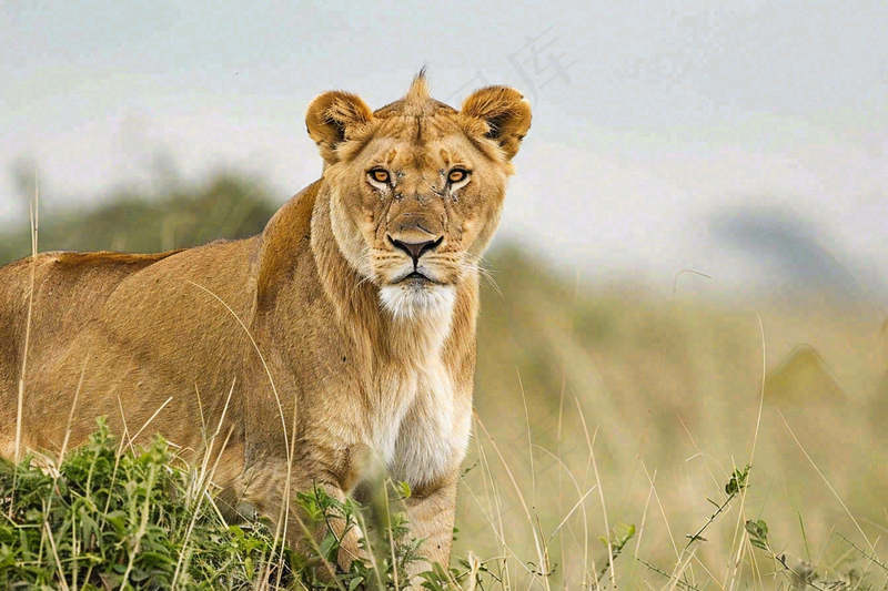 狮子动物非洲草原保护动物摄影图