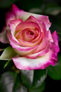 玫瑰花鲜花花朵摄影图