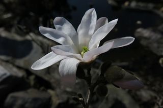 户外玉兰花花朵