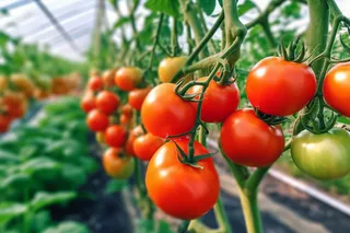 番茄西红柿种植园摄影图