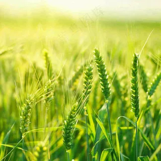 绿色小麦田麦穗粮食生长小满芒种摄影图