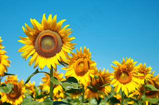 向日葵向阳鲜花摄影图