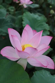 池塘粉色莲花美丽的花朵1 池塘粉色莲花美丽的花朵1