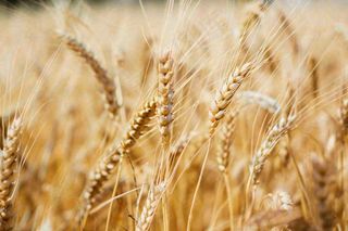 金黄成熟的小麦麦穗农田芒种秋天丰收摄影图