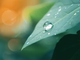 绿叶上的露珠水滴摄影图