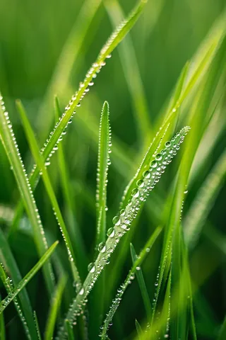 清晨绿草上的露珠春天摄影图