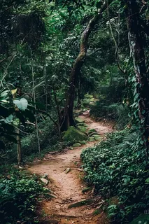 森林深处山林摄影图