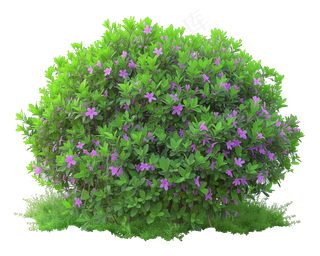 免抠开花灌木
