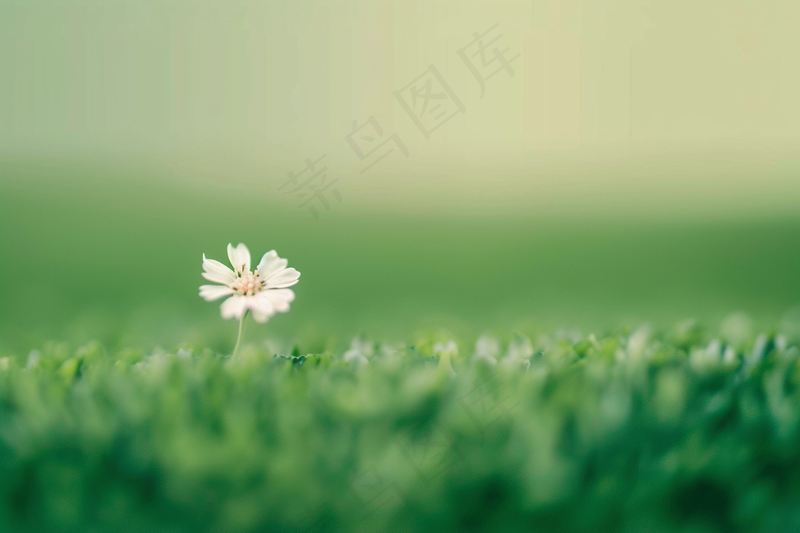 白色小花朵小雏菊春夏绿草地摄影图(4032x2688)