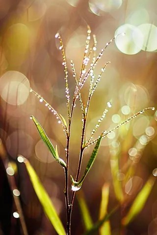 春天梅雨季的植物雨水露珠摄影图