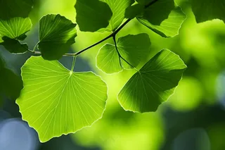 绿叶树枝嫩叶春天绿意盎然摄影图