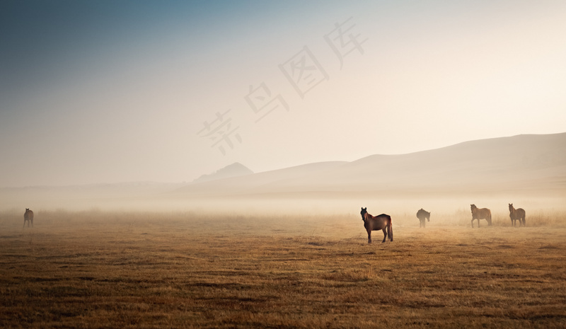 云雾森林图片