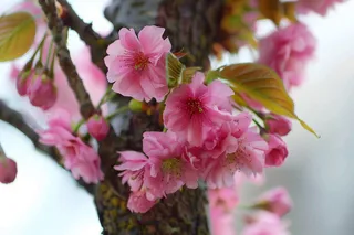 春日樱花花朵摄影图