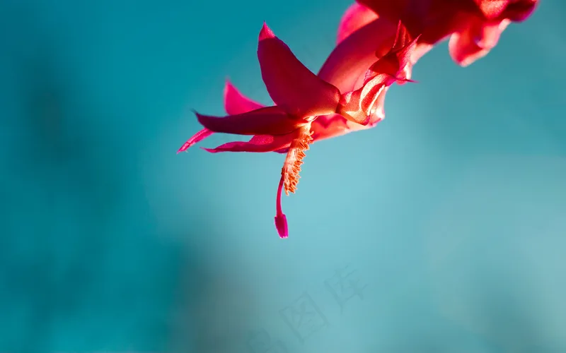 微软经典壁纸 (8)