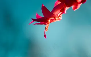 微软经典壁纸 (8)