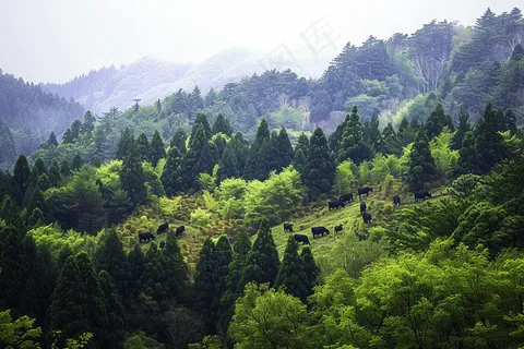 森林深处山林摄影图 森林深处山林摄影图