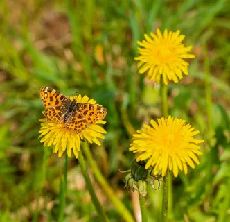 阳光草地上的橙色蝴蝶与黄色蒲公英 阳光草地上的橙色蝴蝶与黄色蒲公英