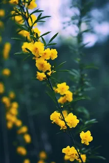 春天小黄花绿枝摄影图 春天小黄花绿枝摄影图