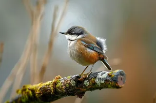 小鸟站在树枝上摄影图