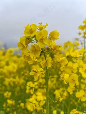 春天花开简约