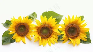 向日葵向阳鲜花摄影图