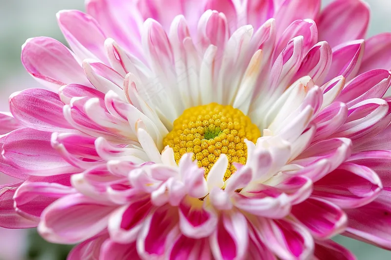 小雏菊菊花粉色鲜花摄影图(4032x2688)