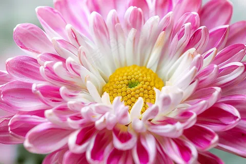 小雏菊菊花粉色鲜花摄影图