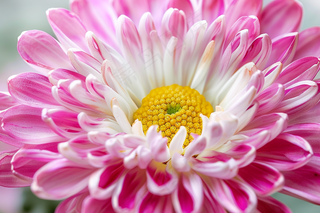 小雏菊菊花粉色鲜花摄影图