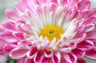 小雏菊菊花粉色鲜花摄影图