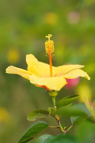 黄色的芙蓉花朵盛开植物