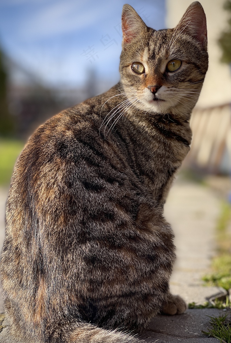 户外猫咪小猫