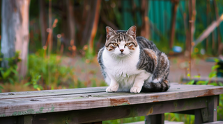 猫咪宠物猫可爱动物摄影图