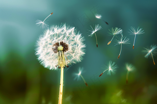 蒲公英植物春天摄影图