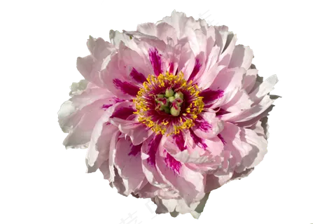 盛开的牡丹淡粉色免抠图