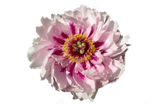 盛开的牡丹淡粉色免抠图