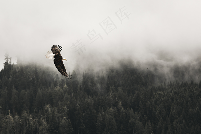 云雾森林图片