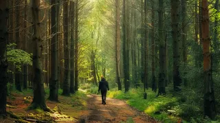 森林漫步阳光透过树枝丁达尔效应摄影图