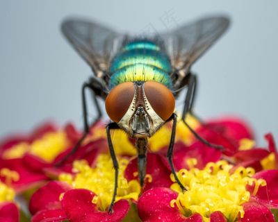 金属绿蝇觅食花蜜
