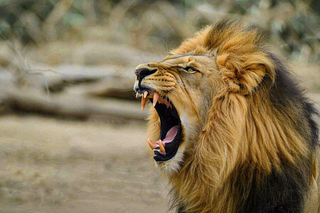 狮子动物非洲草原保护动物摄影图