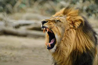 狮子动物非洲草原保护动物摄影图