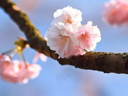春日樱花花朵摄影图