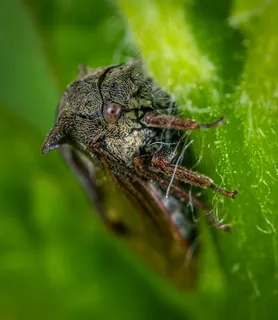 树叶上的伪装高手昆虫 树叶上的伪装高手昆虫