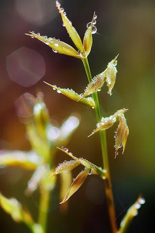 春天梅雨季的植物雨水露珠摄影图