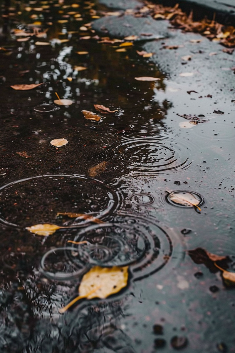 金秋下雨天的路面水洼落叶摄影图(2688x4032)