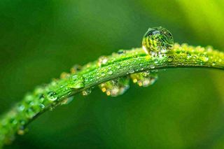 春天草丛叶片上挂满露珠雨滴立春春分雨水谷雨摄影图