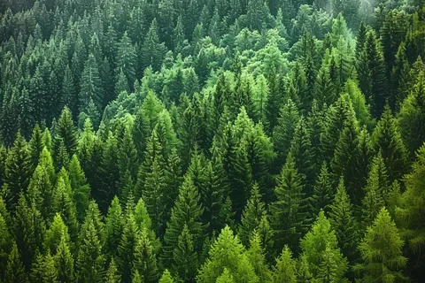 山林森林阳光绿色大自然风景摄影图 山林森林阳光绿色大自然风景摄影图