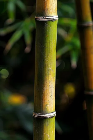 春夏竹林绿色清凉摄影图