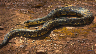 蛇爬行动物毒蛇摄影图