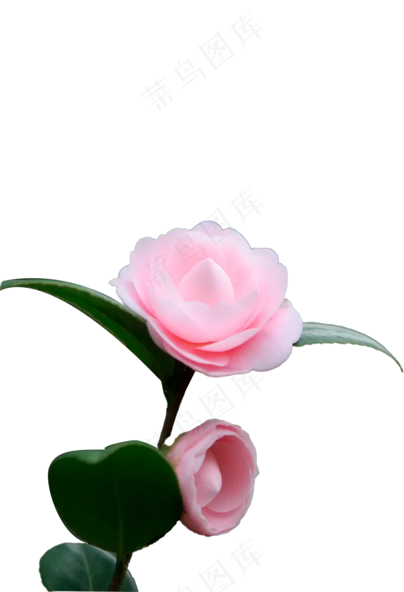 粉色山茶花花蕾 免抠