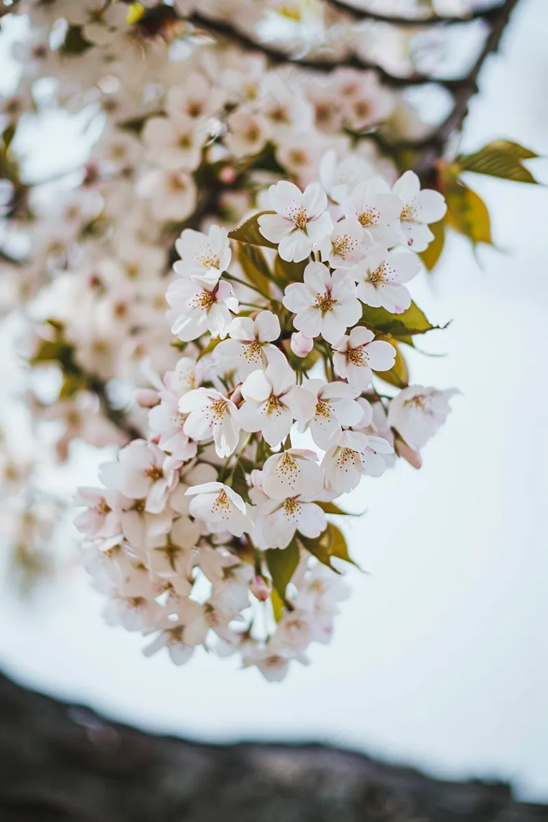 春日樱花花朵摄影图(2688x4032)